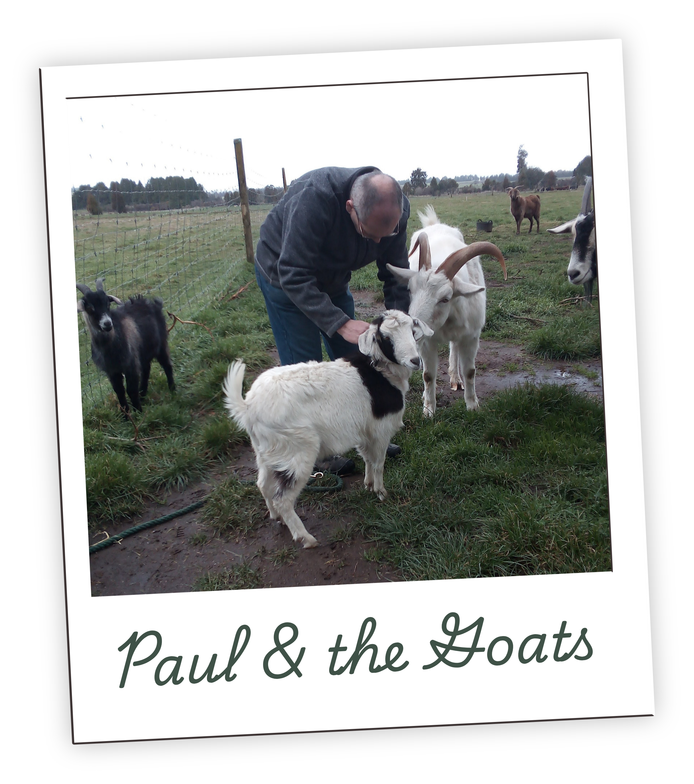 Paul caring for goats at the animal sanctuary